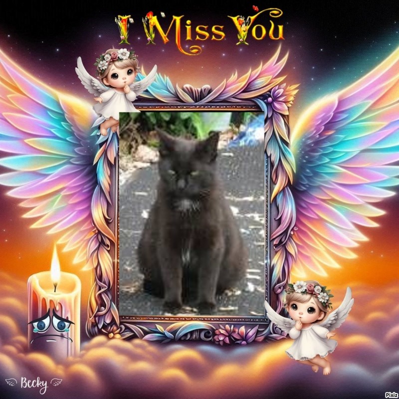 Angel Pj of the ups98 family