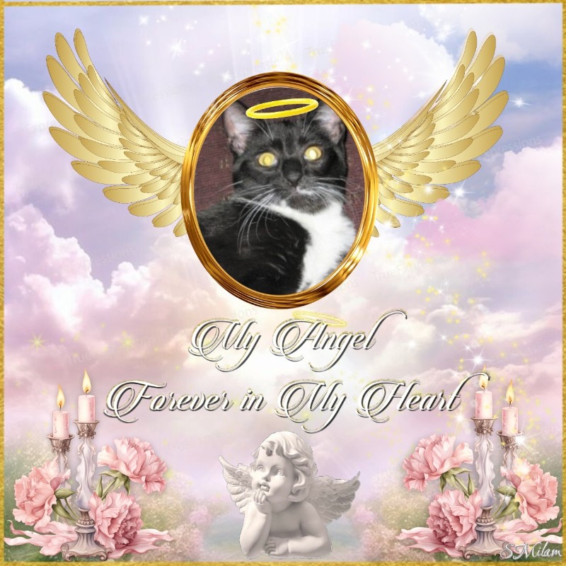 ups98 uploaded   4  day/s  ago