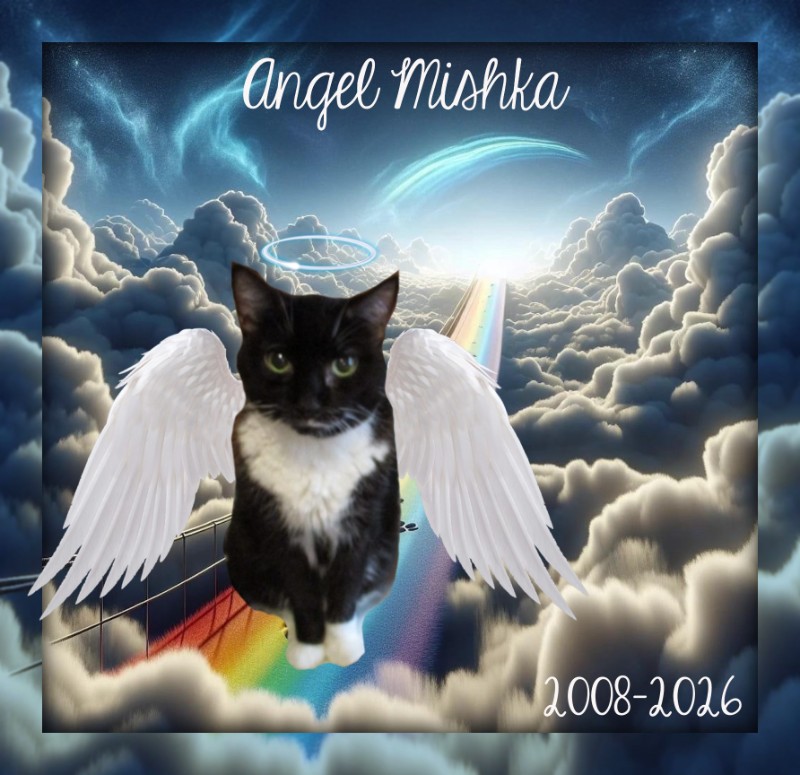 Angel Mishka of the ups98 family