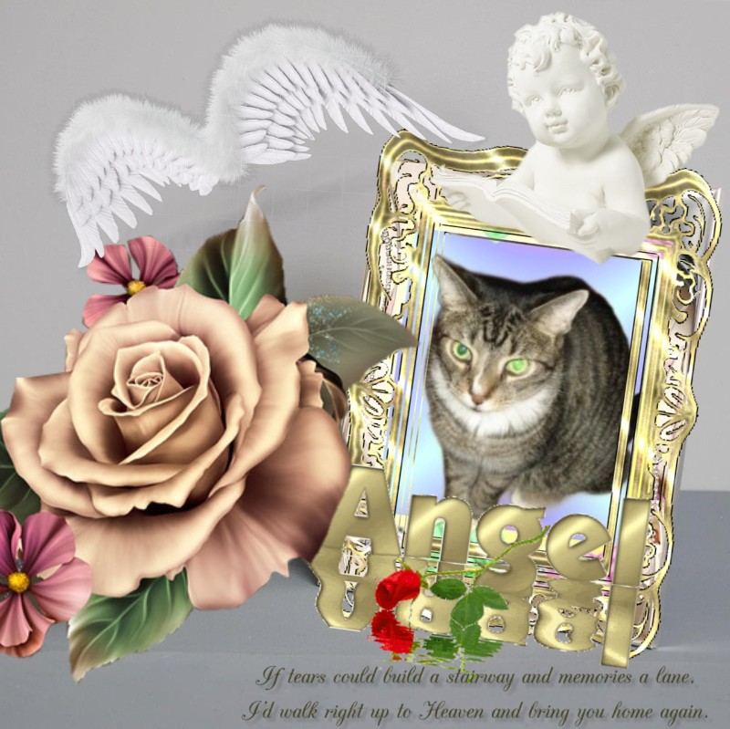 Angel Dc of the ups98 family