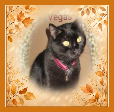 Vegas of the ups98 family