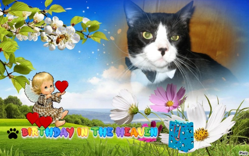 Angel Zeeke of the ups98 family