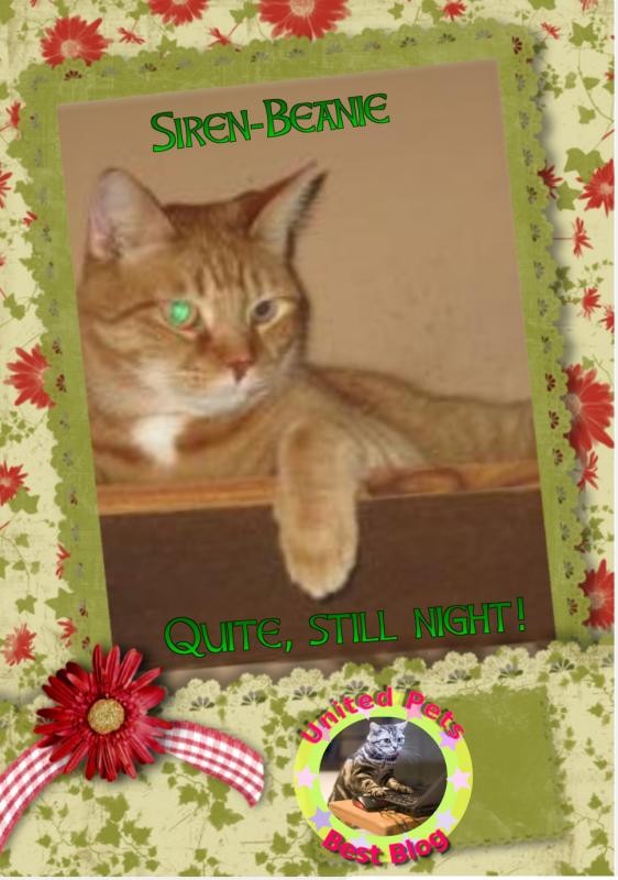 Siren-beanie of the ups98 family