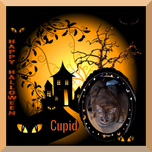 Cupid of the ups98 family