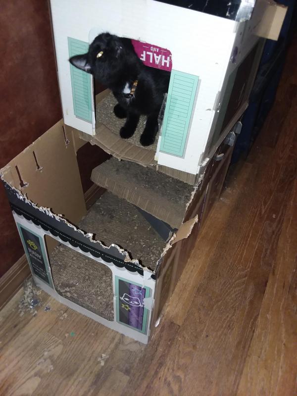 Mazikeen of the ups98 family