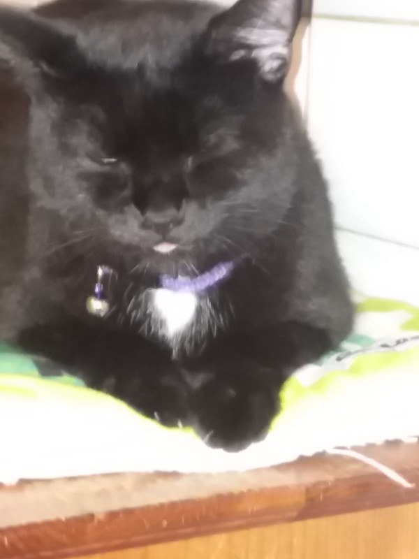 Mazikeen of the ups98 family