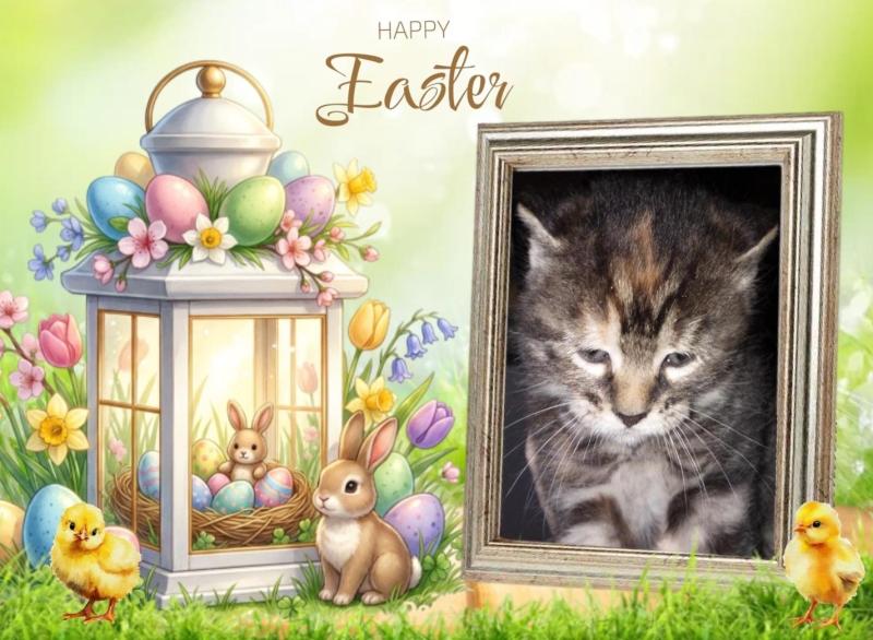 ups98 uploaded   7  day/s  ago