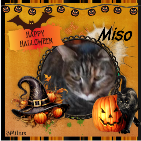 Miso of the ups98 family