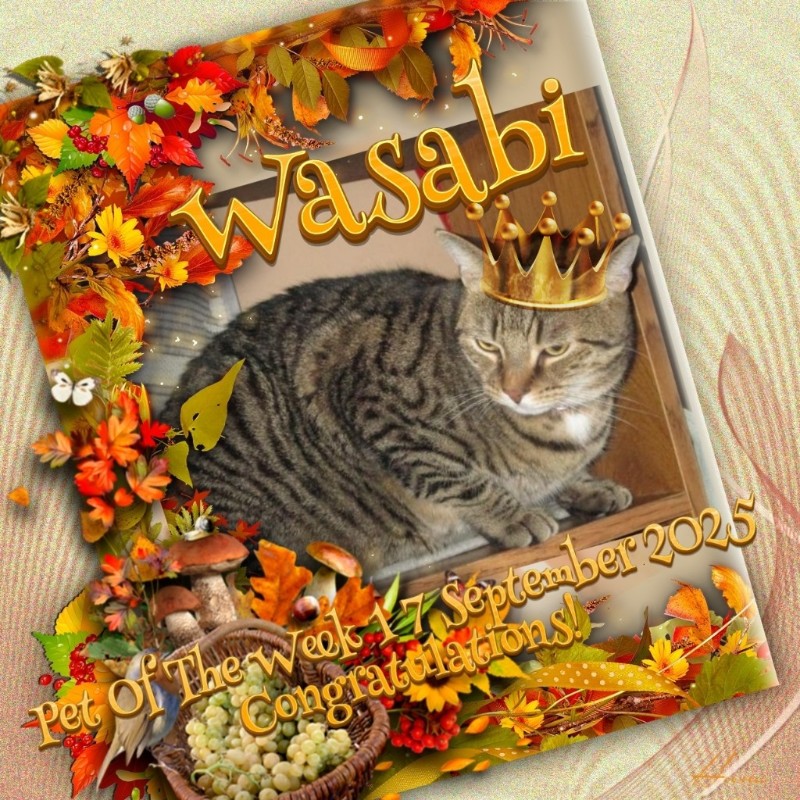 Wasabi of the ups98 family