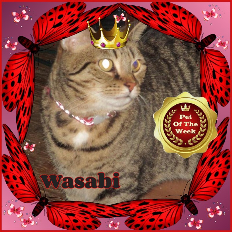 Wasabi of the ups98 family