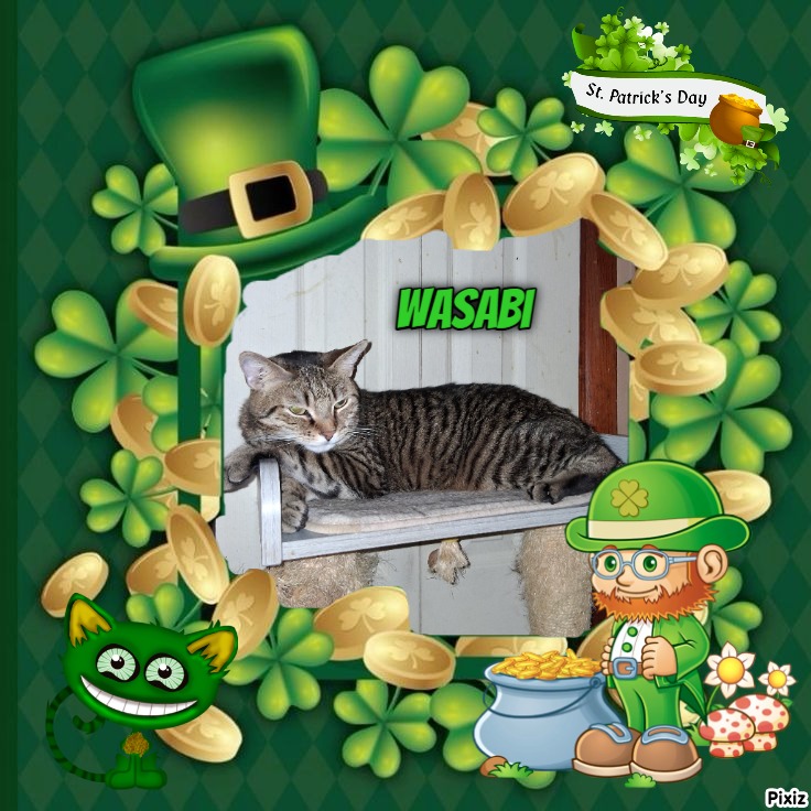 Wasabi of the ups98 family