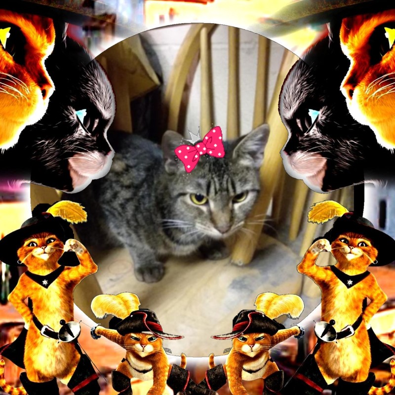 Prancer of the ups98 family