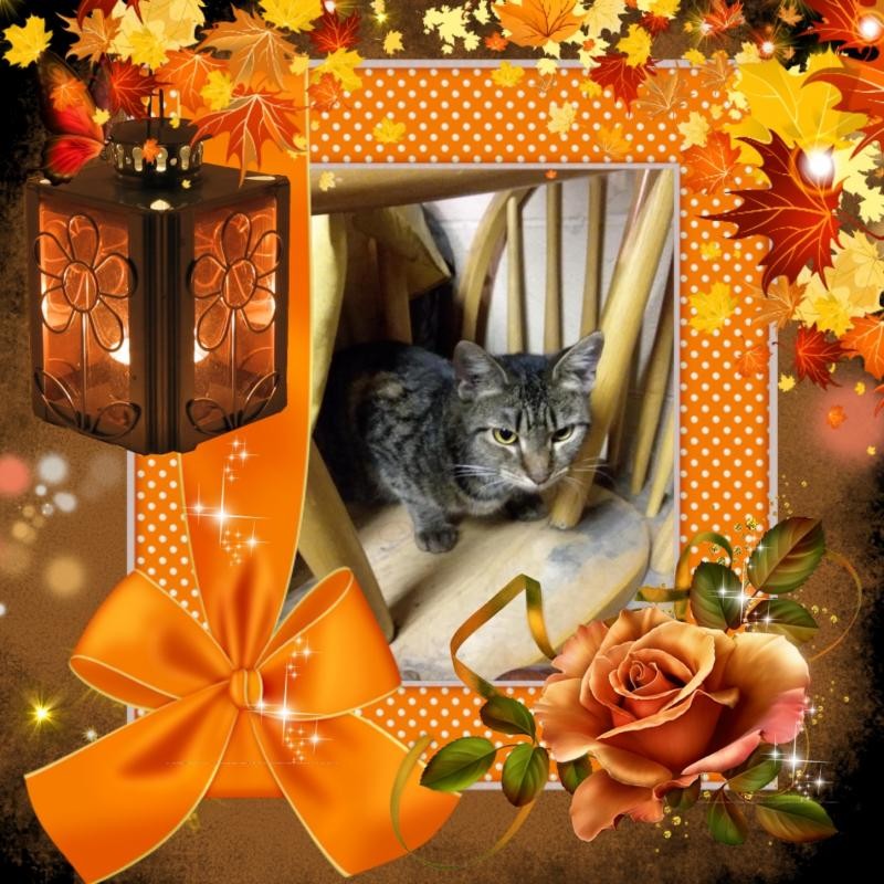 Prancer of the ups98 family