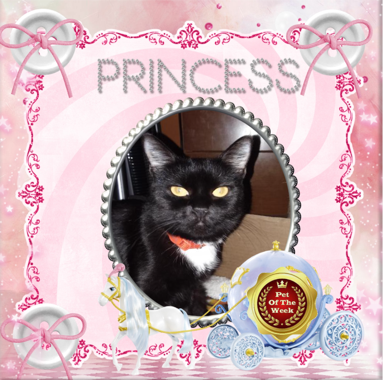 Mephistofiles of the ups98 family