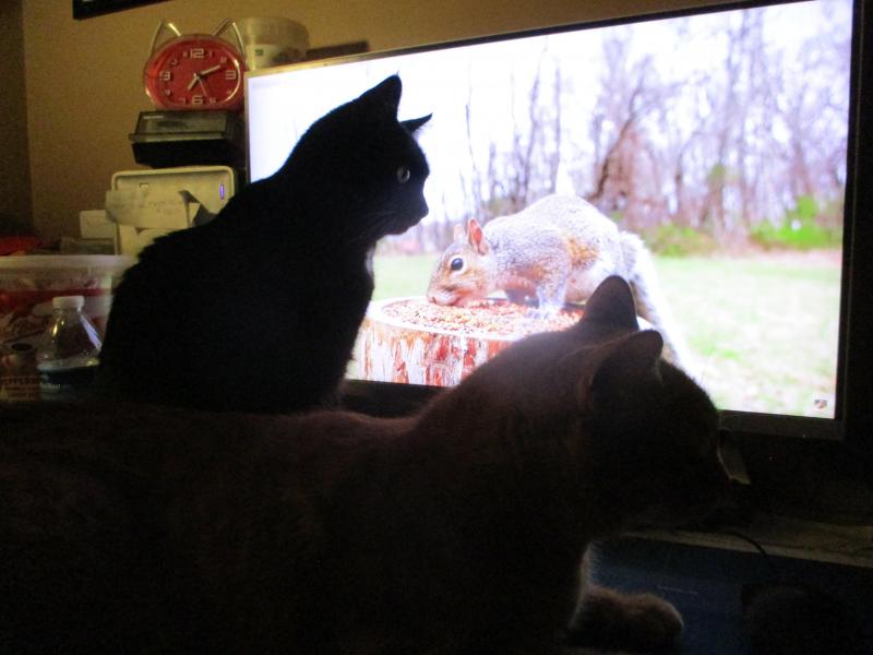 Salem of the ups98 family