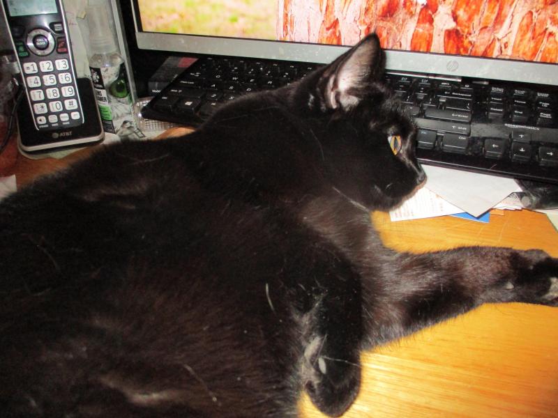 Salem of the ups98 family