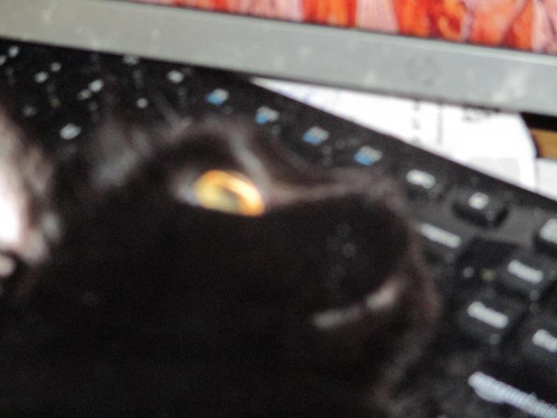 Salem of the ups98 family