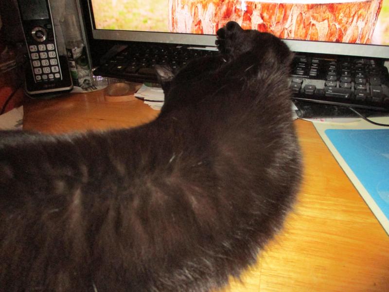 Salem of the ups98 family