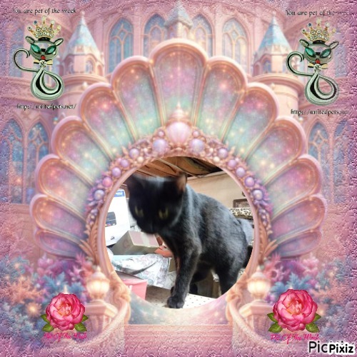 ups98 uploaded   75  day/s  ago