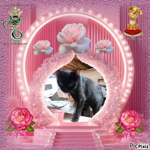 ups98 uploaded   77  day/s  ago