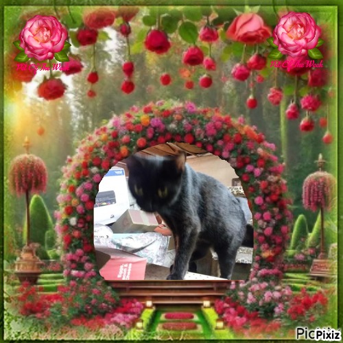 Salem of the ups98 family