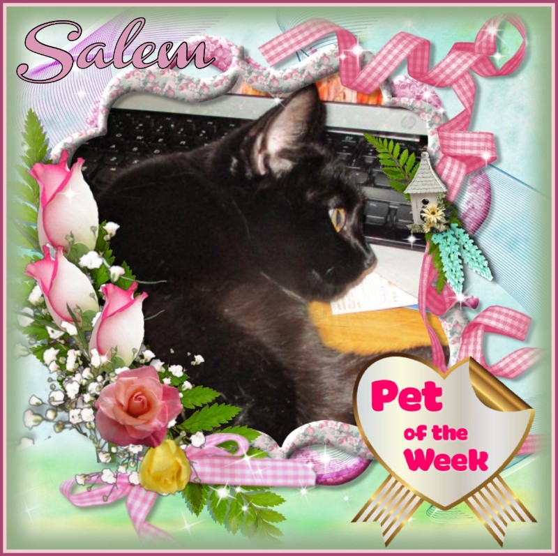 Salem of the ups98 family
