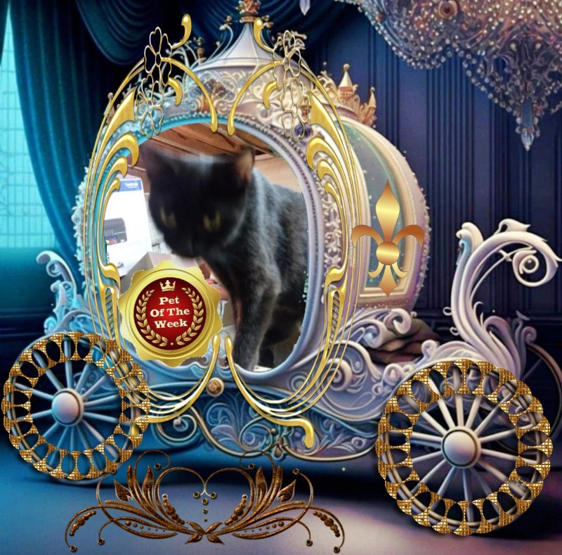 Salem of the ups98 family