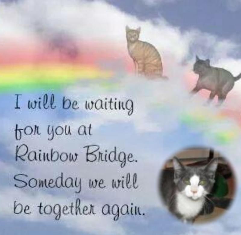 Angel Willie of the ups98 family