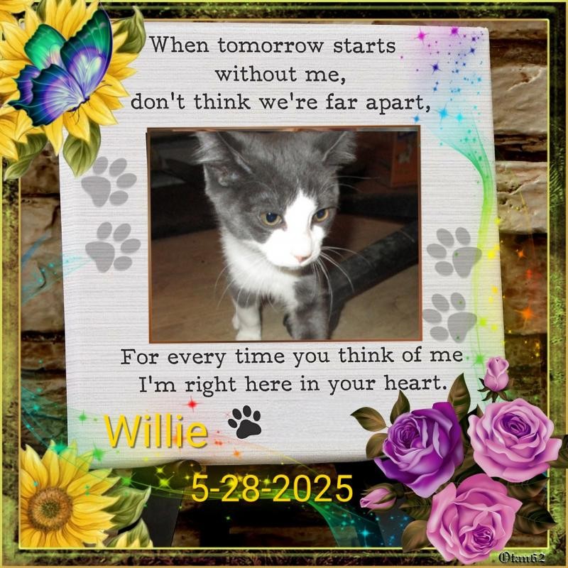 Angel Willie of the ups98 family