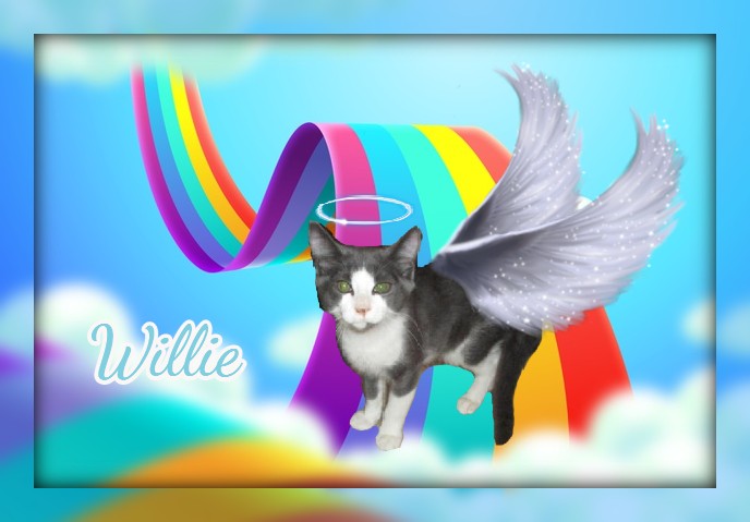 Angel Willie of the ups98 family