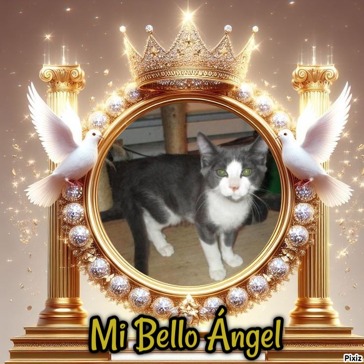 Angel Willie of the ups98 family