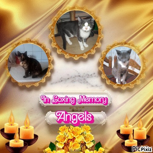 Angel Willie of the ups98 family