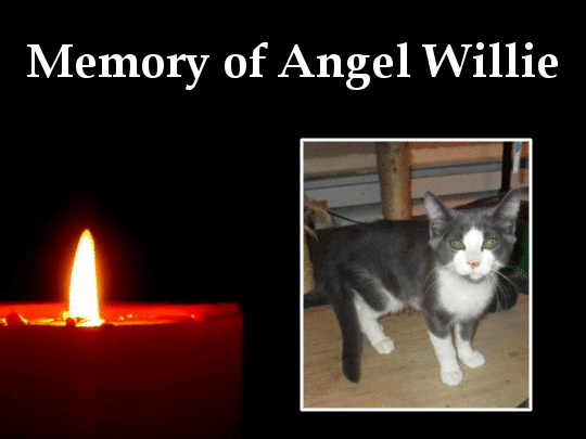 Angel Willie of the ups98 family