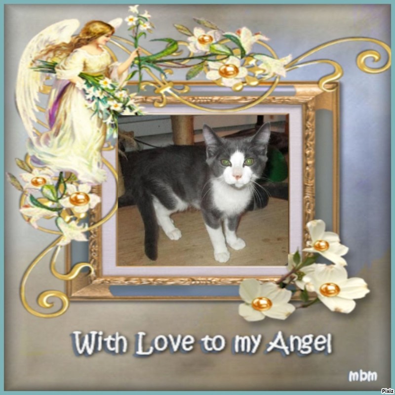 Angel Willie of the ups98 family