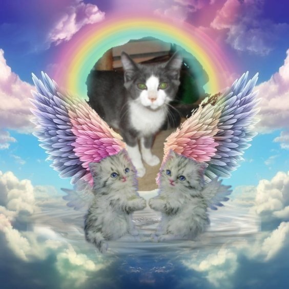 Angel Willie of the ups98 family