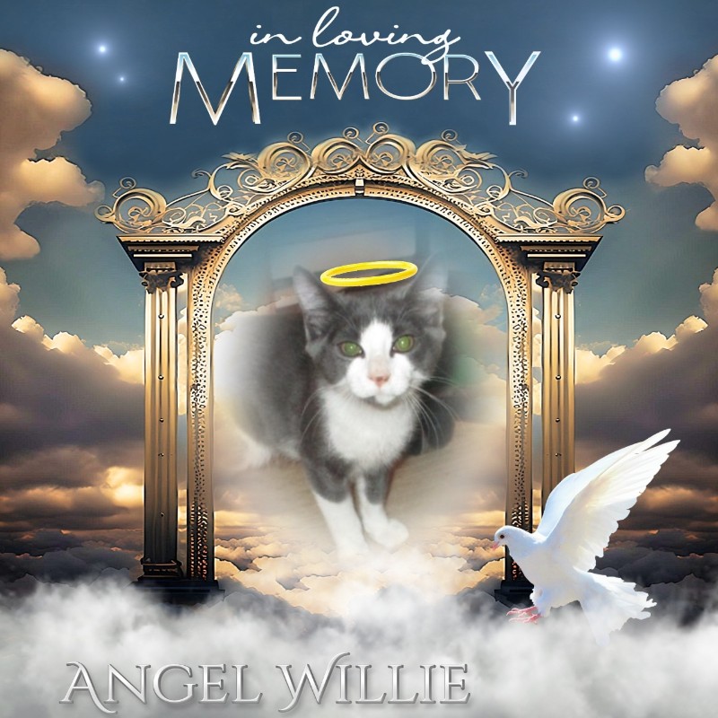 Angel Willie of the ups98 family