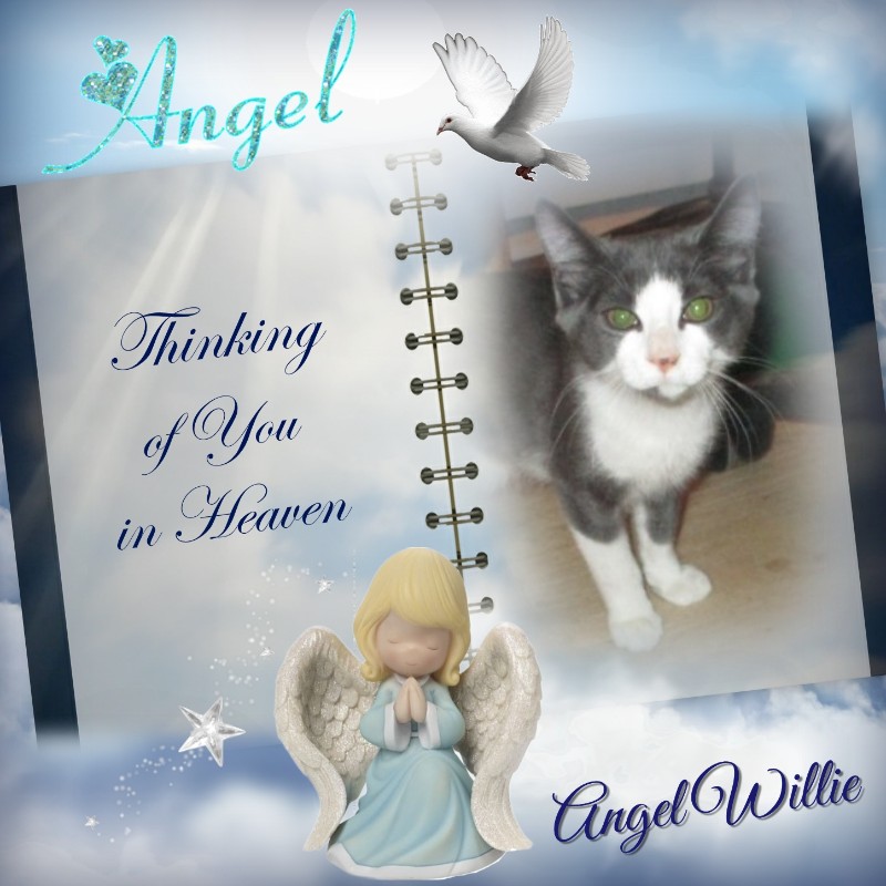 Angel Willie of the ups98 family