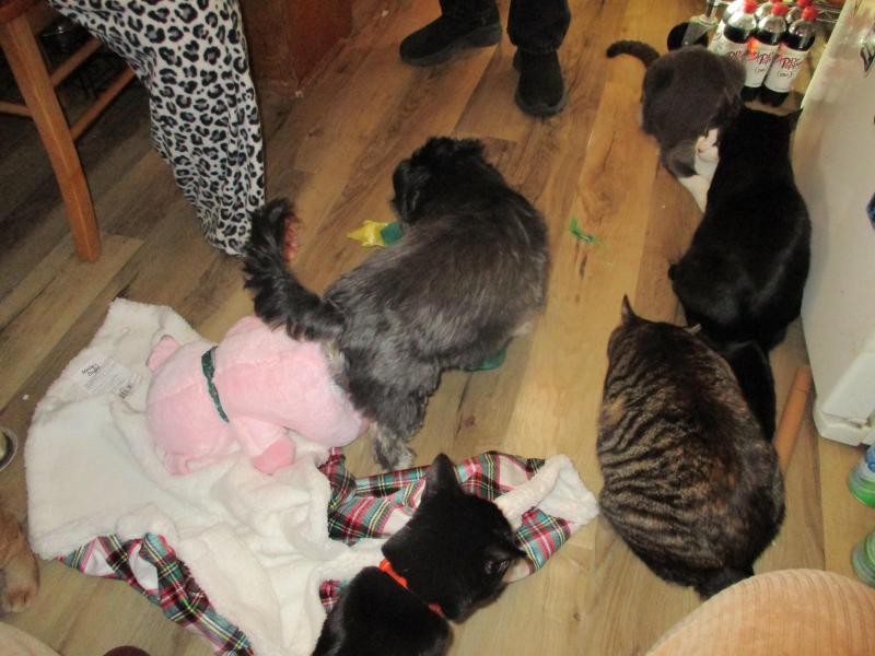 Zephyr of the ups98 family