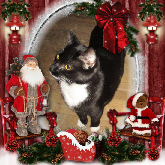 Zephyr of the ups98 family