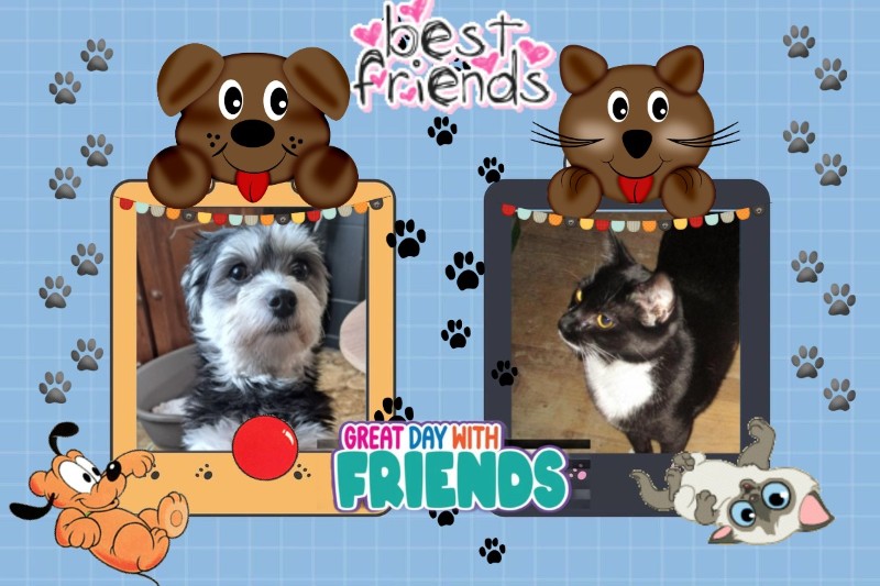 Zephyr of the ups98 family