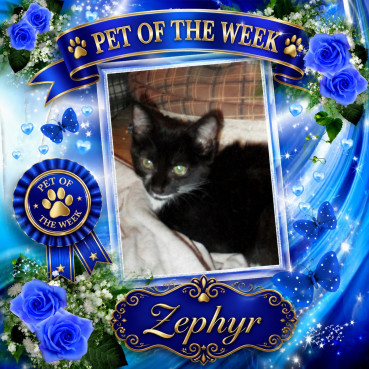 Zephyr of the ups98 family