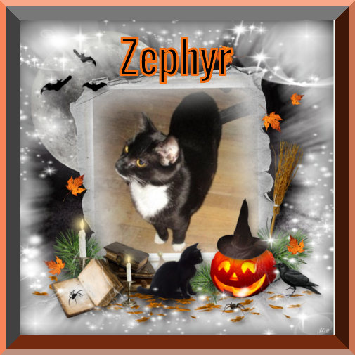 Zephyr of the ups98 family