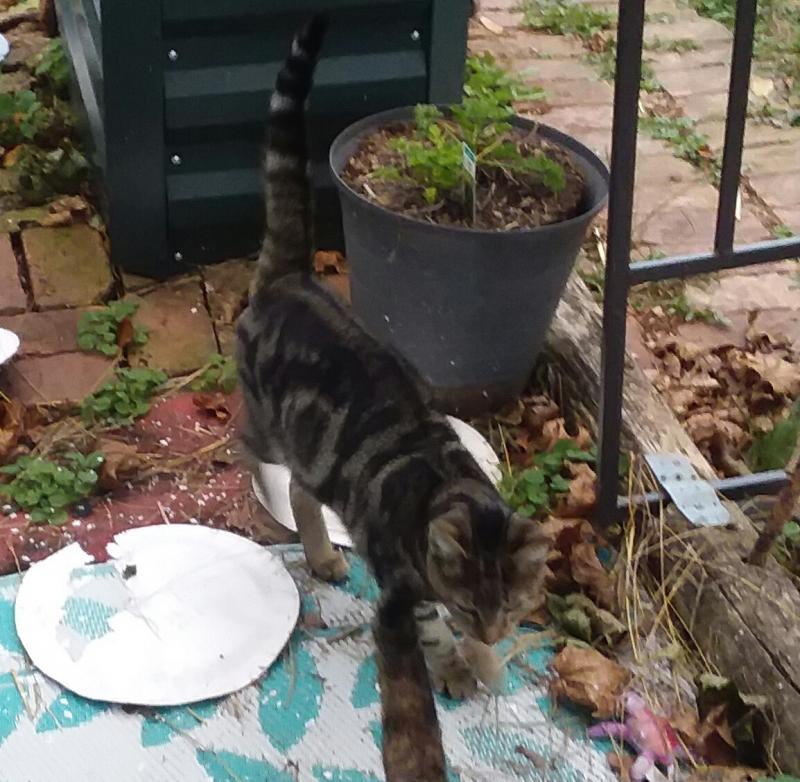 The Outsiders of the ups98 family