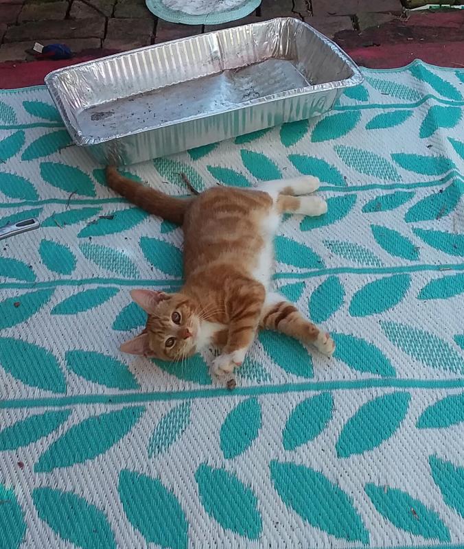 ups98 uploaded   268  day/s  ago