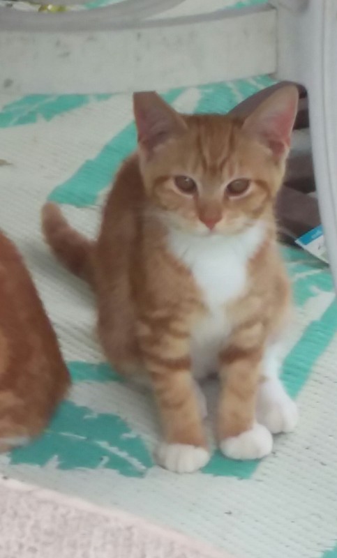 ups98 uploaded   268  day/s  ago