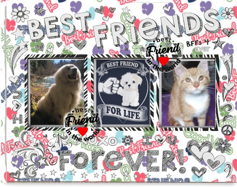 Lady Thunder Paws of the ups98 family