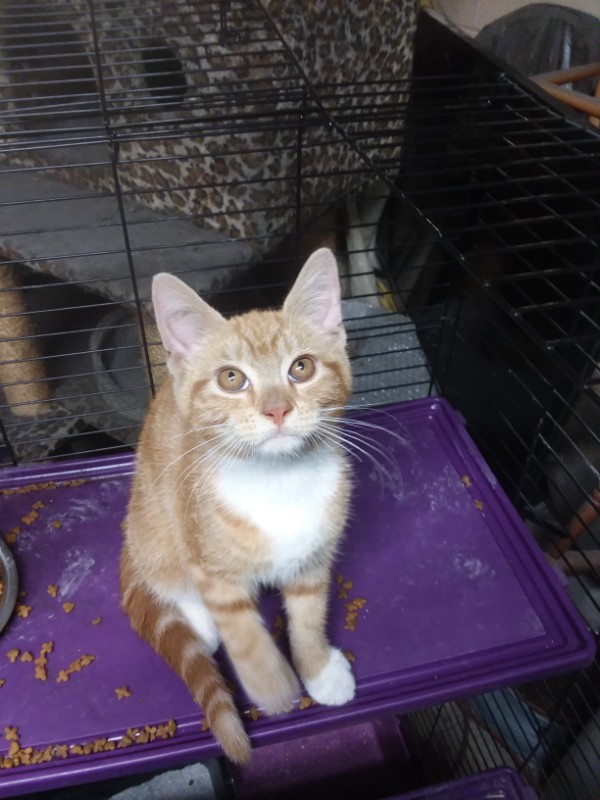 ups98 uploaded   268  day/s  ago