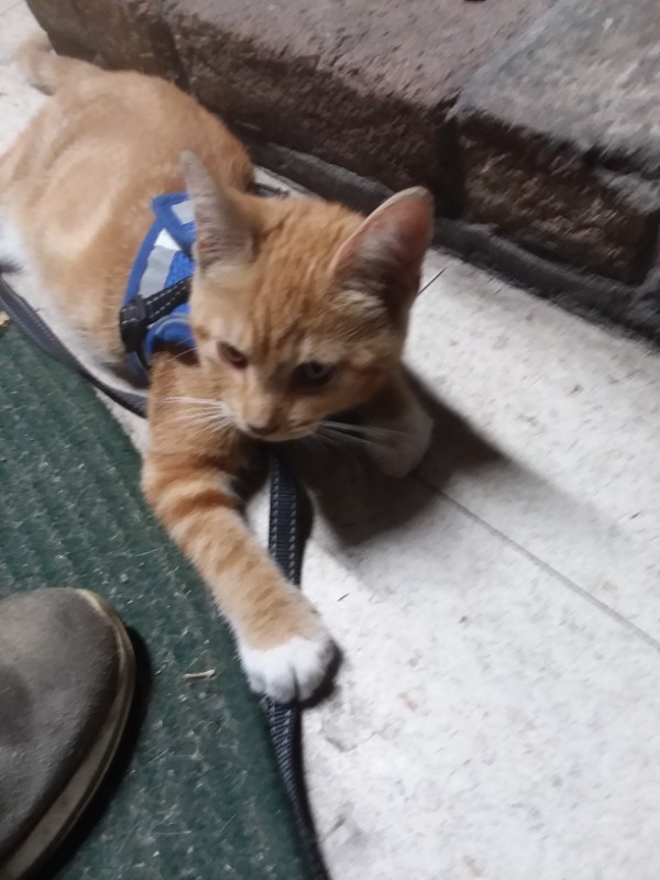 ups98 uploaded   268  day/s  ago