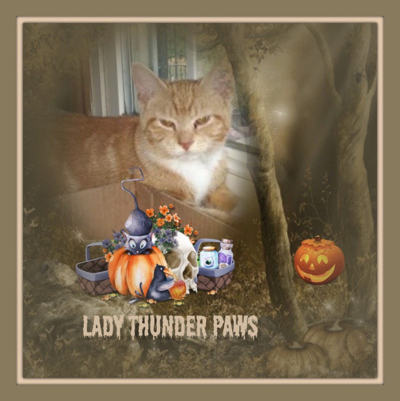 Lady Thunder Paws of the ups98 family