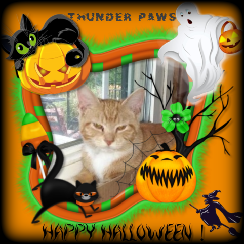 Lady Thunder Paws of the ups98 family